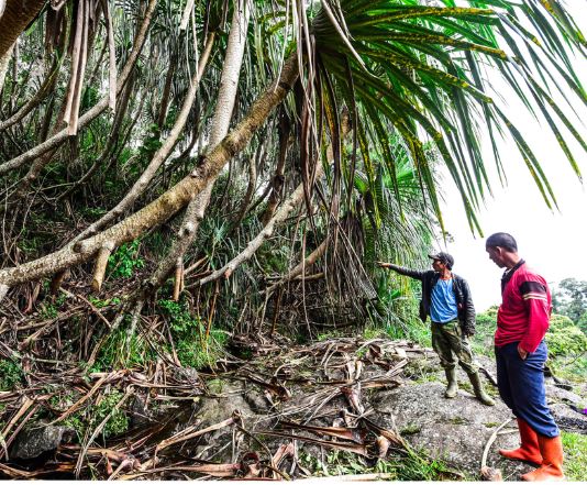 jalan belanda hkm kibuk pagar alam hutan institute