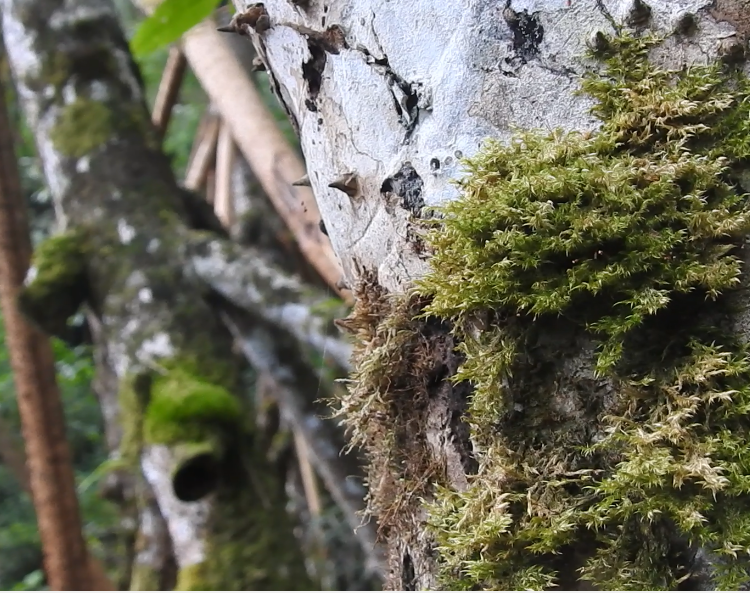 hutankita sultan hari hutan indonesia 2022